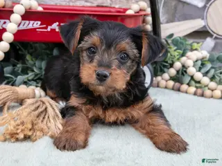 Yorkshire Terrier dogs for sale: Bruce - Ad 4