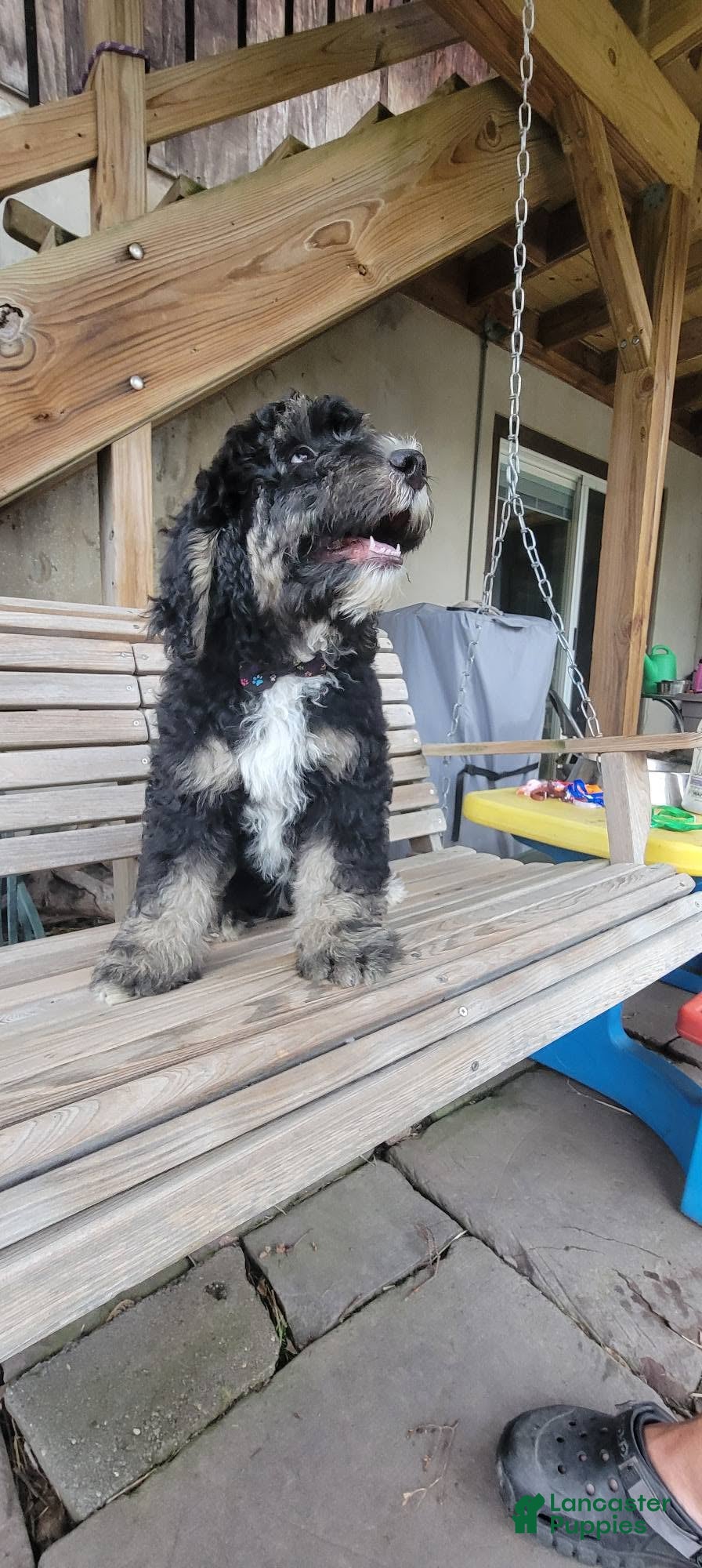 Bernedoodle dogs Bernedoodle 6 - Ad 20