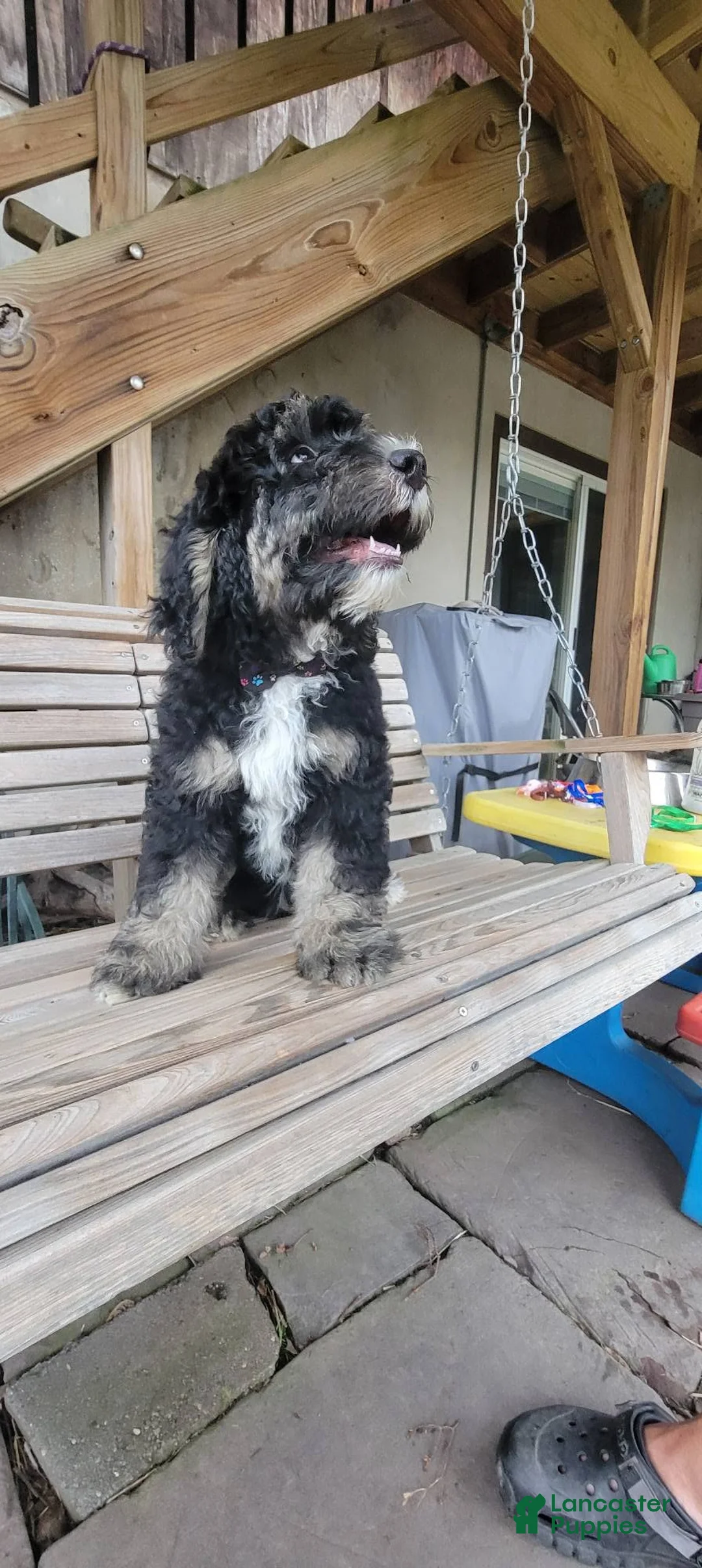 Bernedoodle dogs for sale: Bernedoodle 6 - Ad 1