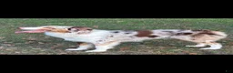 Aussiedoodle dogs for sale: Aussiedoodle 3 - Ad 18