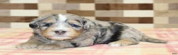 Mini Bernedoodle dogs for sale: Ned - Ad 3