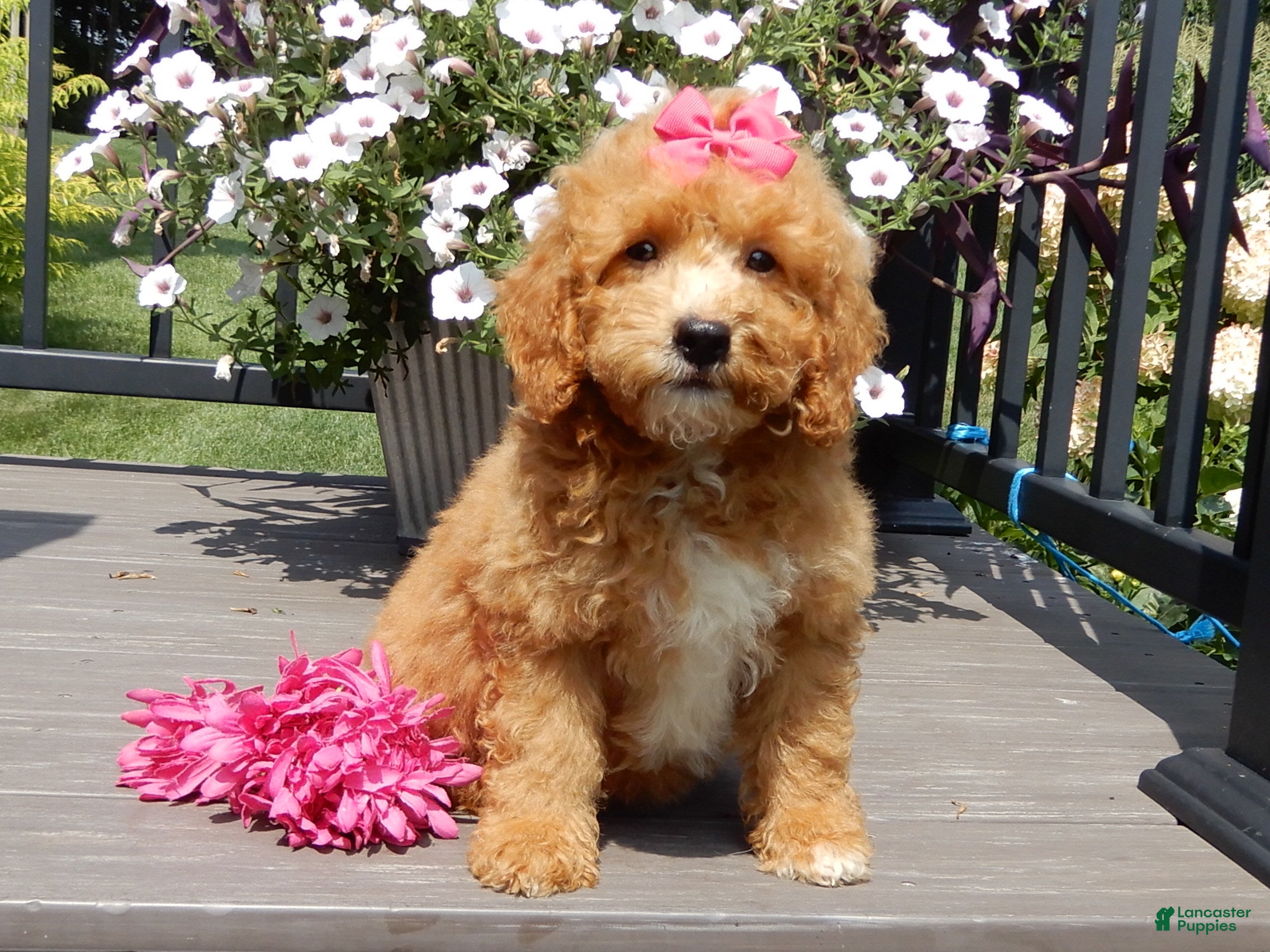 Mini Goldendoodle dogs Sasha - Ad 2