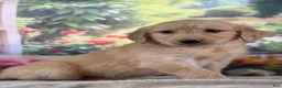 Golden Retriever dogs for sale:  Pilot - Ad 2