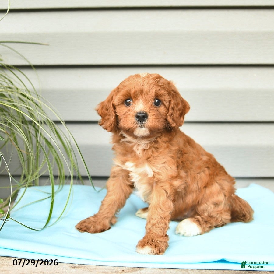 Cavapoo dogs Aztec  - Ad 1