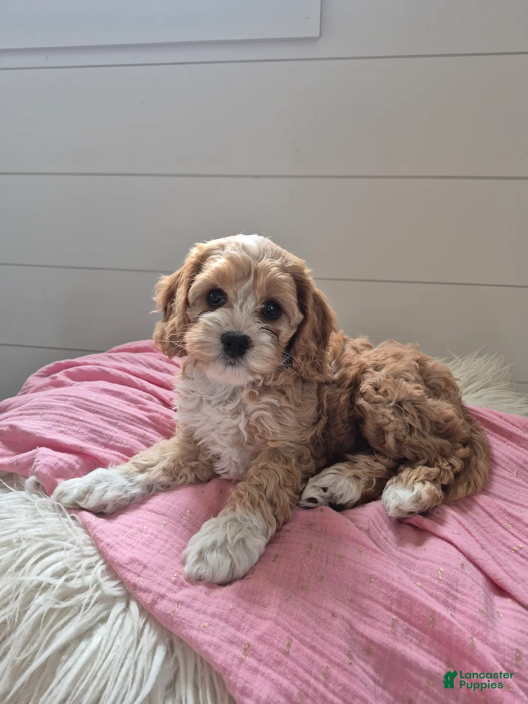 Cockapoo dogs for sale: Clara - Ad 1