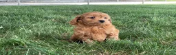 Mini Goldendoodle dogs for sale: Molly Mini Goldendoodle  - Ad 5
