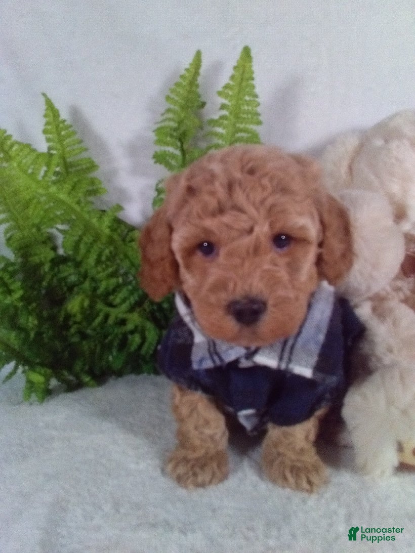 Bichpoo dogs Jax - Ad 12