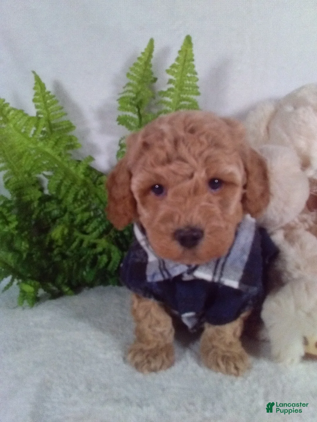 Bichpoo dogs for sale: Jax - Ad 1