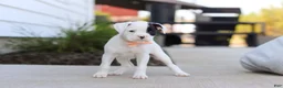 Boxer dogs for sale: Layla - Ad 5