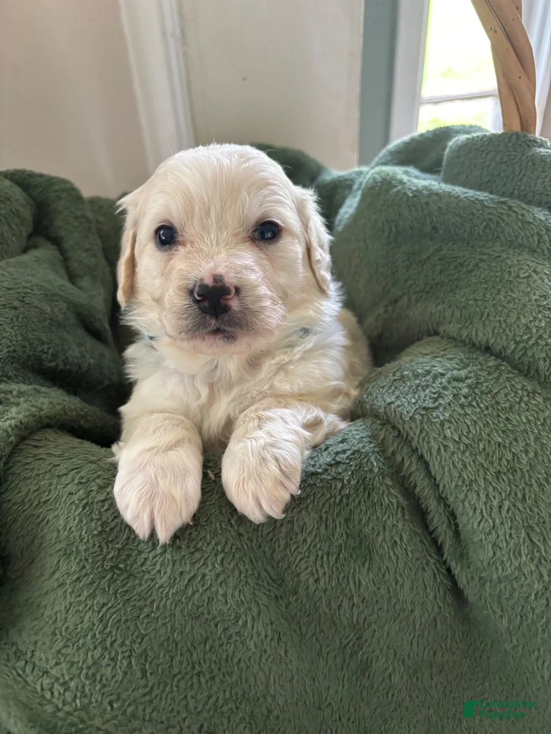 Mixed Breed dogs for sale: Light Blue - Ad 2