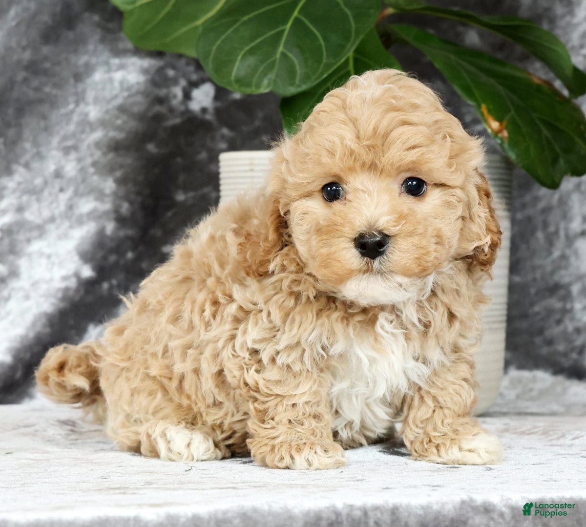 Havapoo dogs Doogie - Ad 2