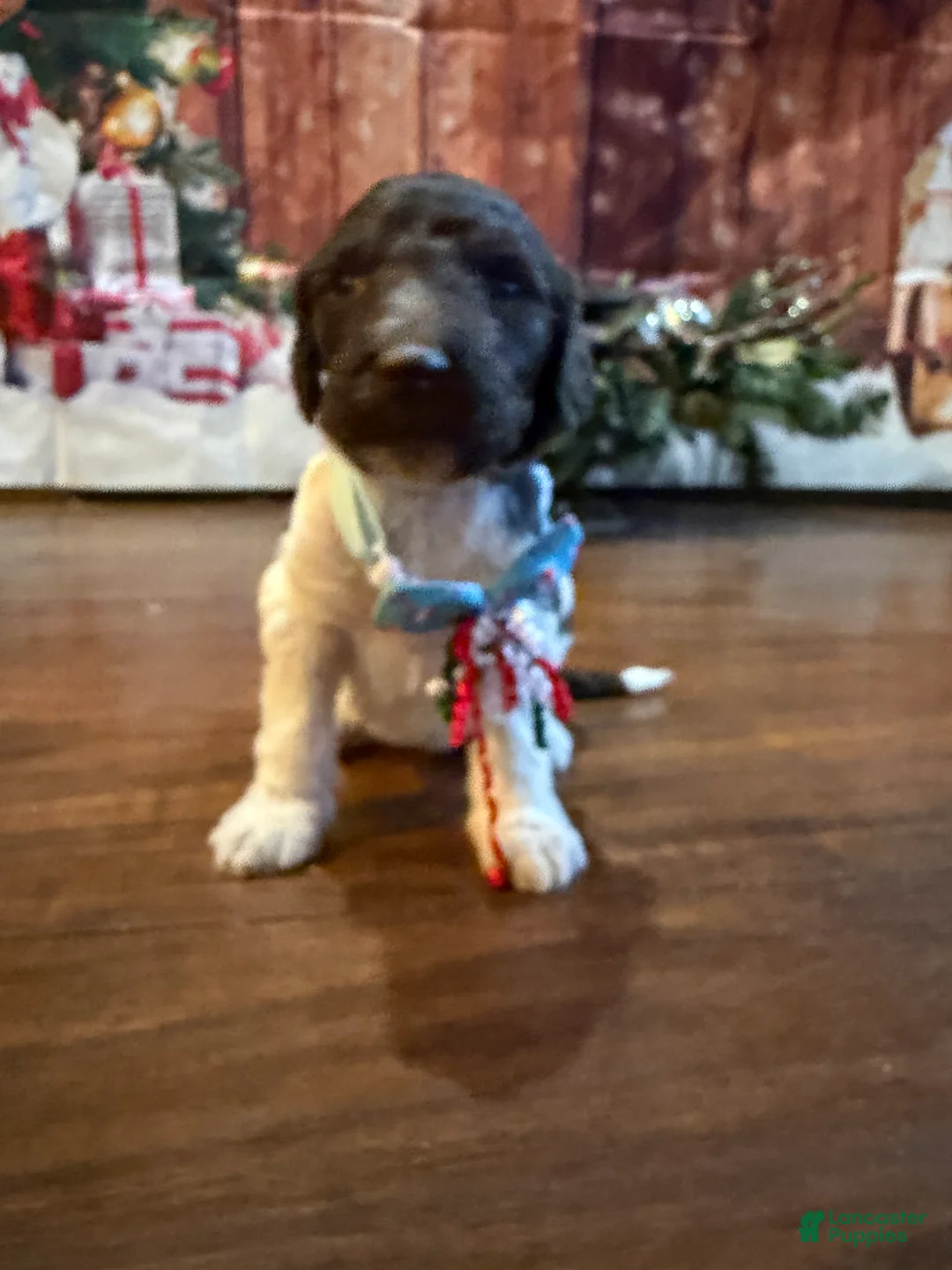 Goldendoodle dogs for sale: Peppermint Mocha - Ad 4