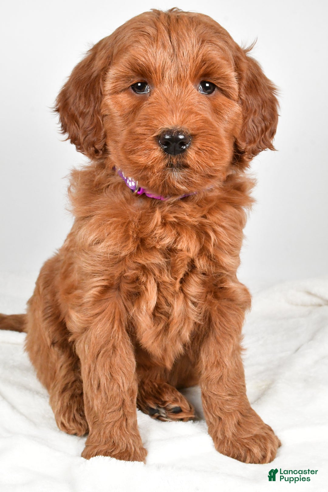Goldendoodle dogs for sale: Patty-medium size  - Ad 5