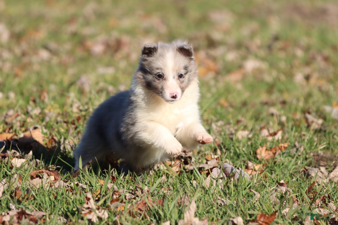 Shetland Sheepdog dogs for sale: Pearl - Ad 2