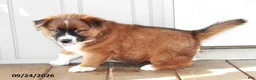 Mixed Breed dogs for sale: Cameron - Ad 3