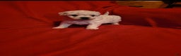 Maltese dogs for sale: Odie  - Ad 6
