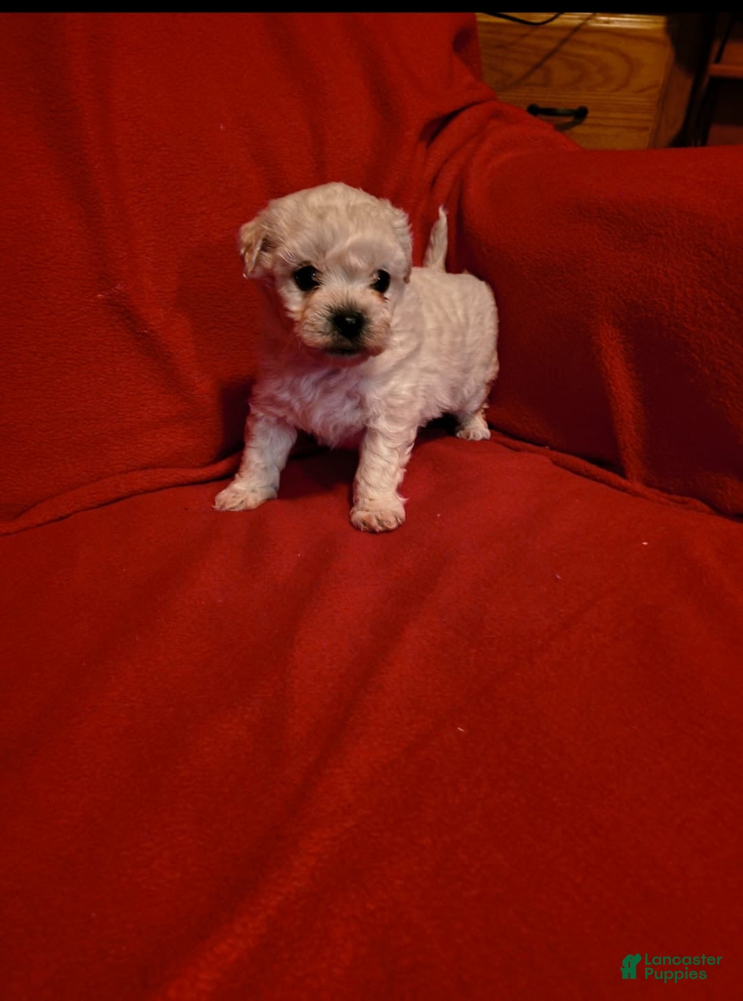 Maltese dogs for sale: Odie  - Ad 6