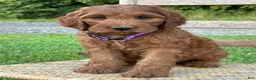 Irish Doodle dogs for sale: Molly - Ad 16