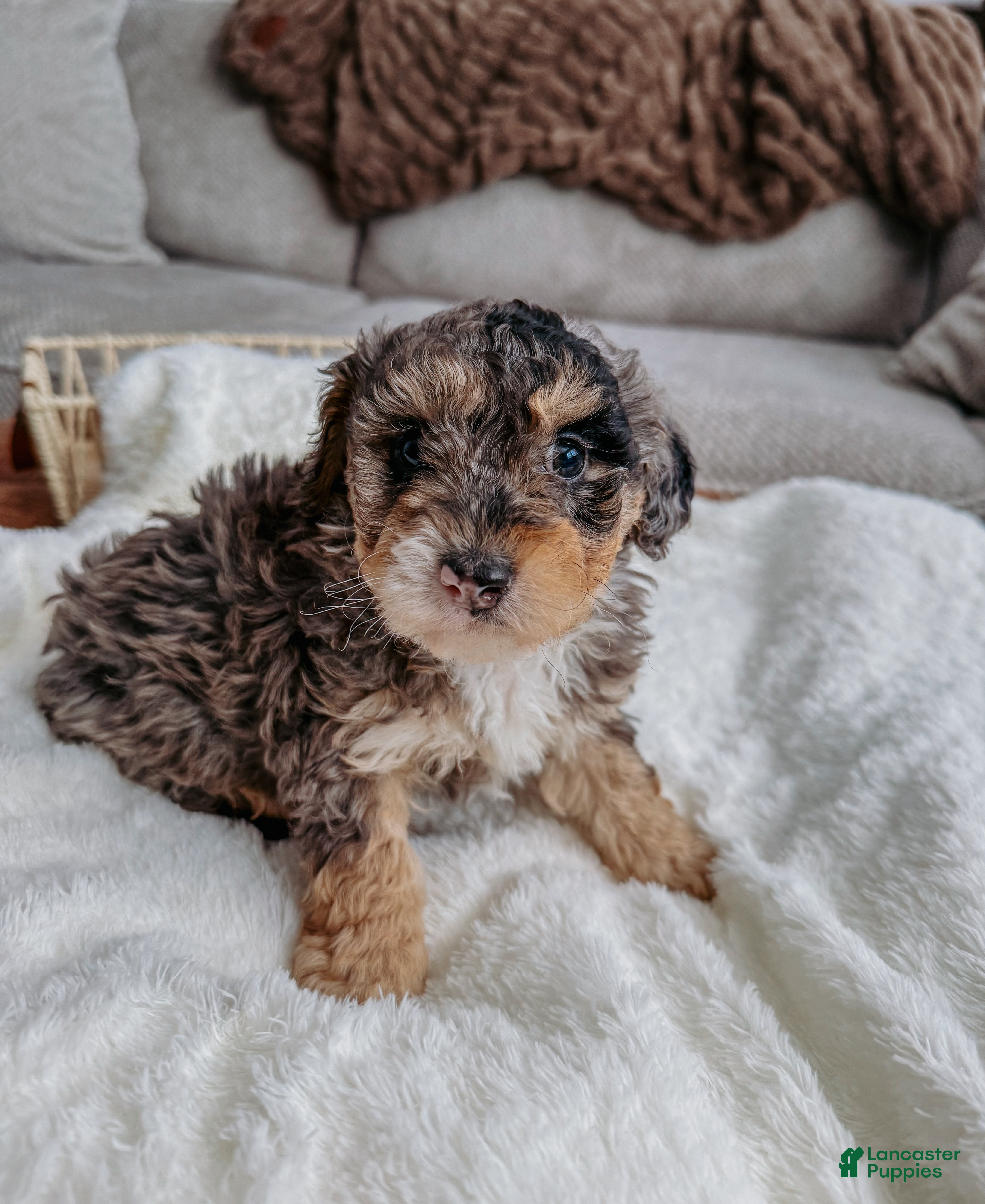 Miniature Poodle dogs Mac - Ad 1