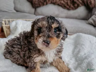 Miniature Poodle dogs for sale: Mac - Ad 1