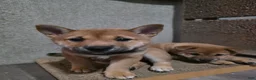 Shiba Inu dogs for sale: Shiba Inu 2 - Ad 4