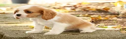 Cavalier King Charles Spaniel dogs for sale: ZInnia - Ad 8