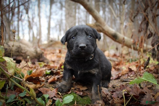 Mixed Breed dogs Black - Ad 24