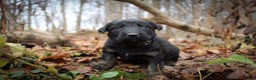 Mixed Breed dogs for sale: Black - Ad 1