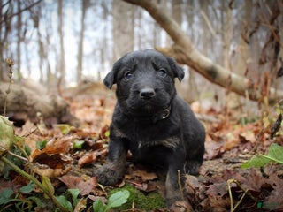 Mixed Breed dogs Black - Ad 28