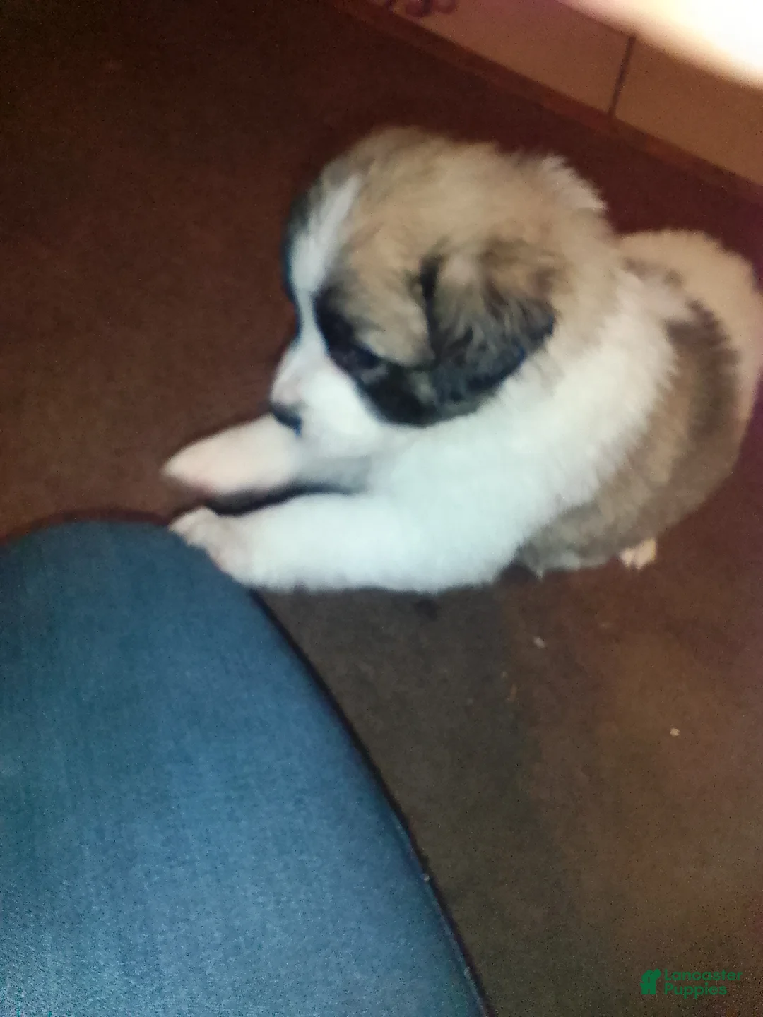 Mixed Breed dogs for sale: Rolly Polly  - Ad 8