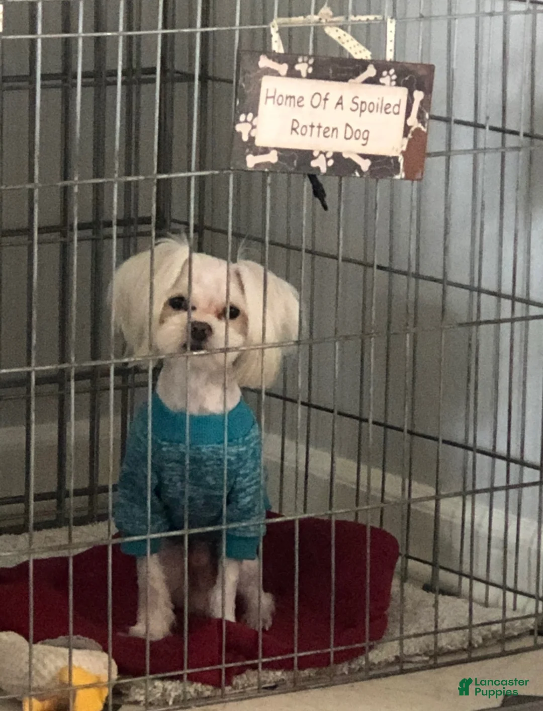 Morkie dogs for sale: Morkie Puppy 1 - Ad 7