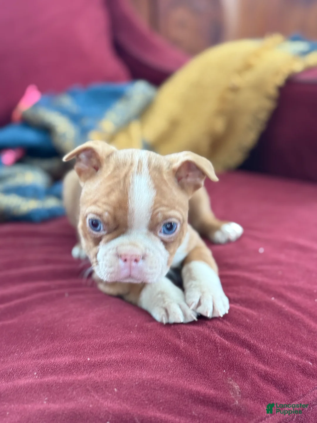 Boston Terrier dogs for sale: Bonny - Ad 9