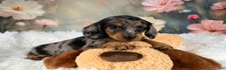 Miniature Dachshund dogs for sale: AKC-Maggie - Ad 13