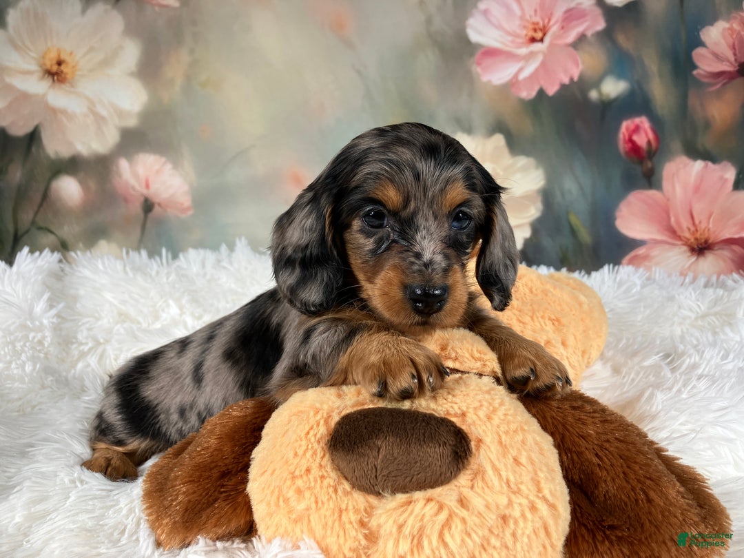Miniature Dachshund dogs for sale: AKC-Maggie - Ad 13