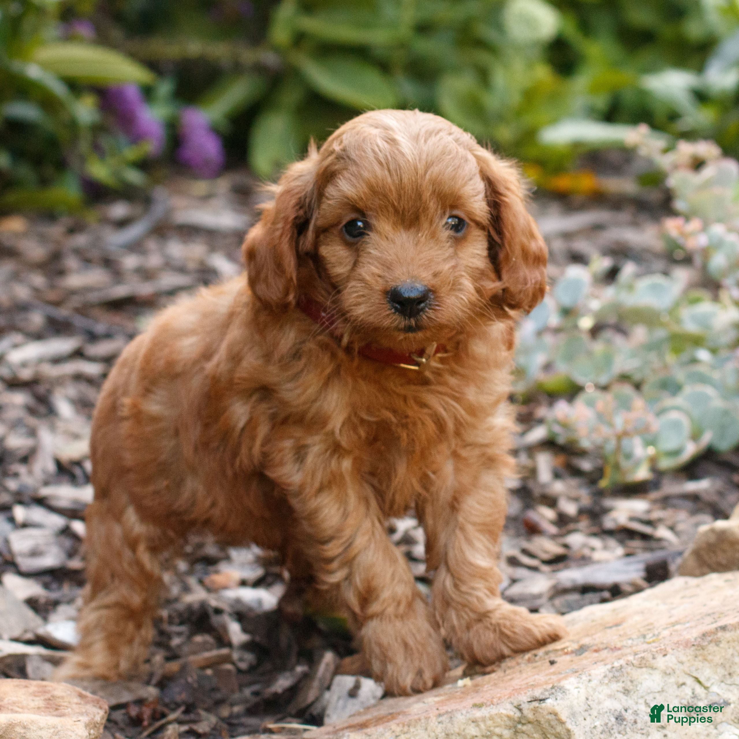Cavapoo dogs Legend  - Ad 2