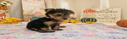 Yorkshire Terrier dogs for sale: Millie Joy - Ad 4