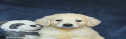 Golden Retriever dogs for sale: Tucker - Ad 5