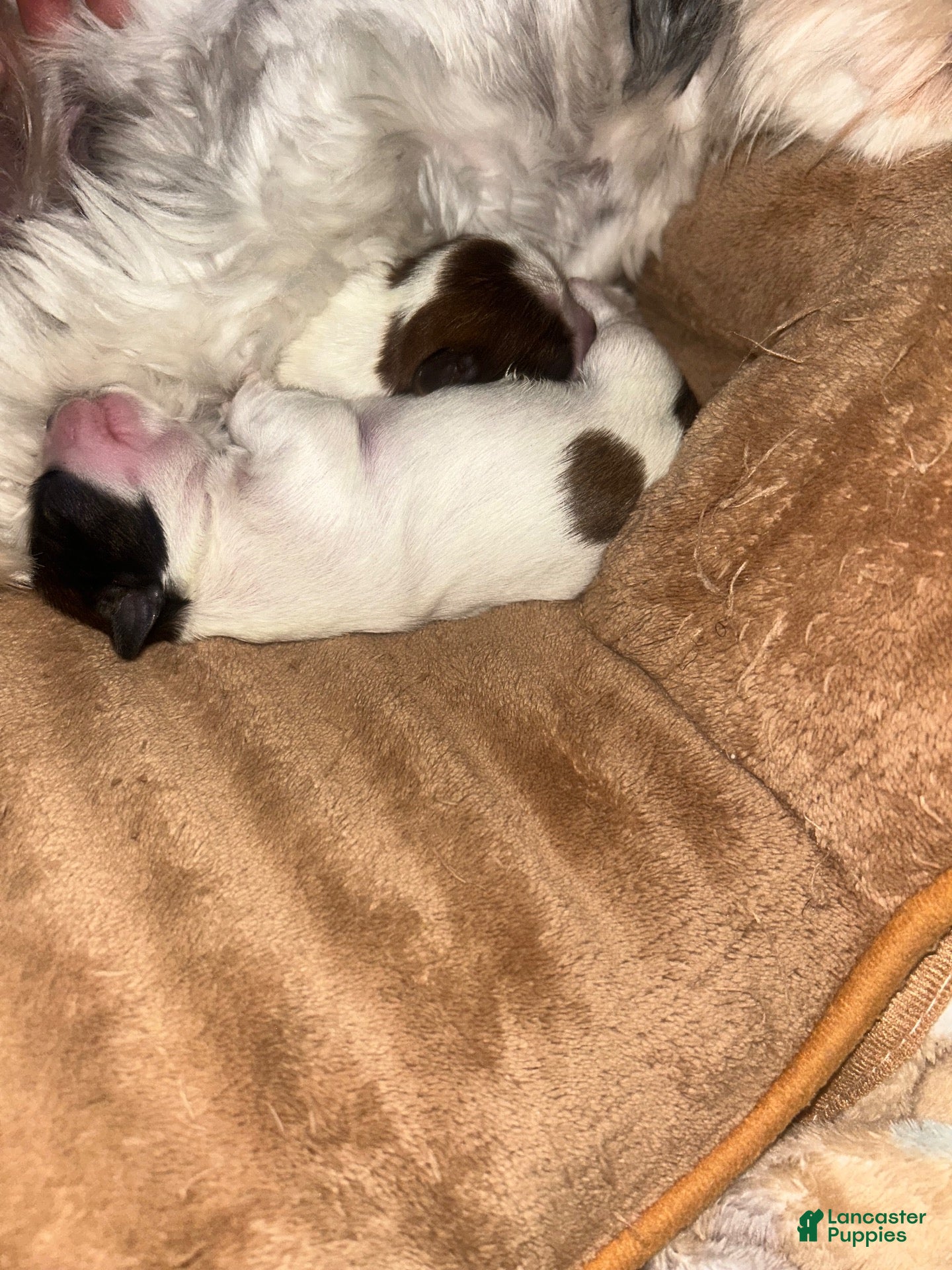 Shih Tzu dogs for sale: Shih Tzu 3 - Ad 4