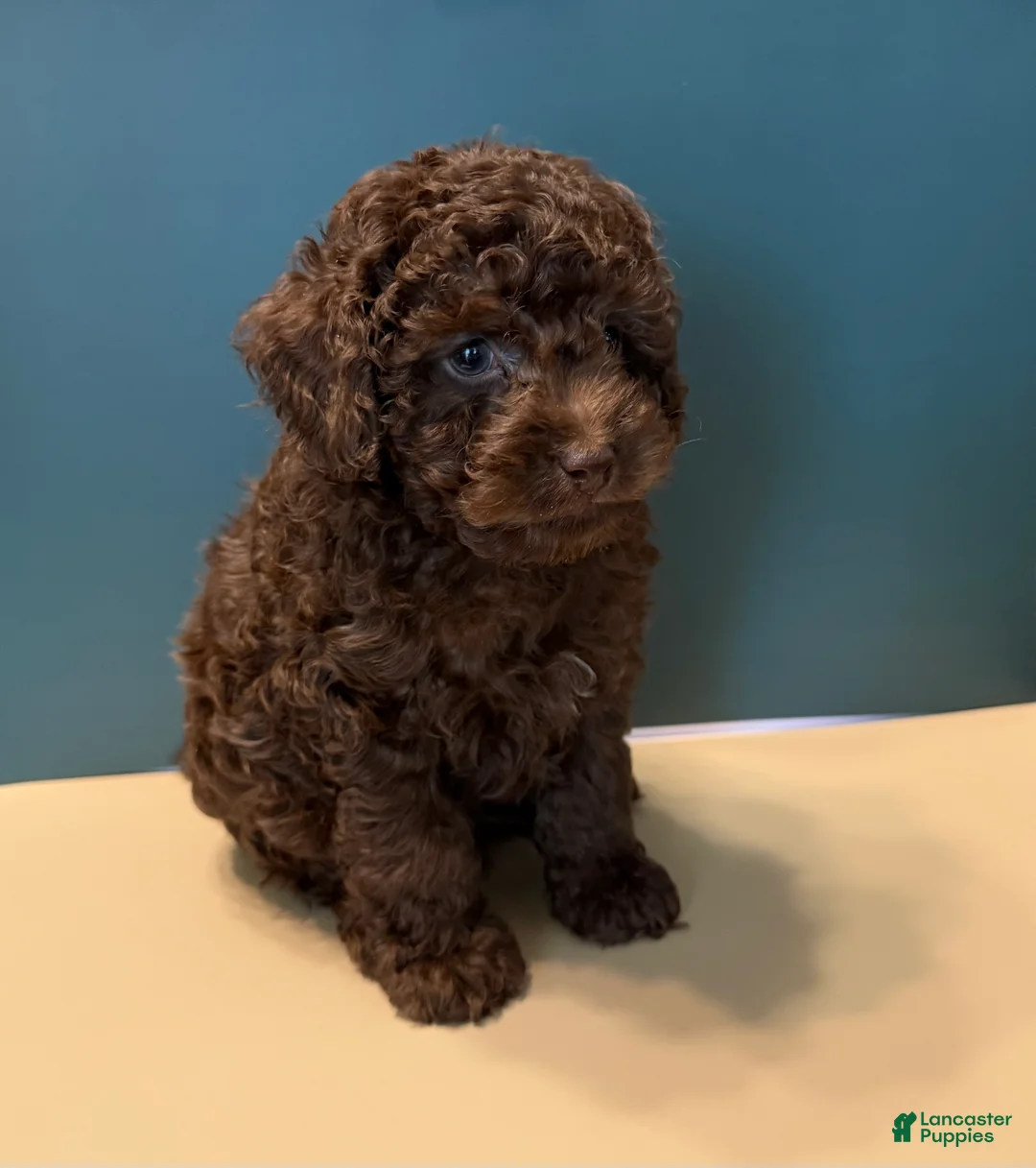Toy Poodle dogs for sale: Beau - Ad 1