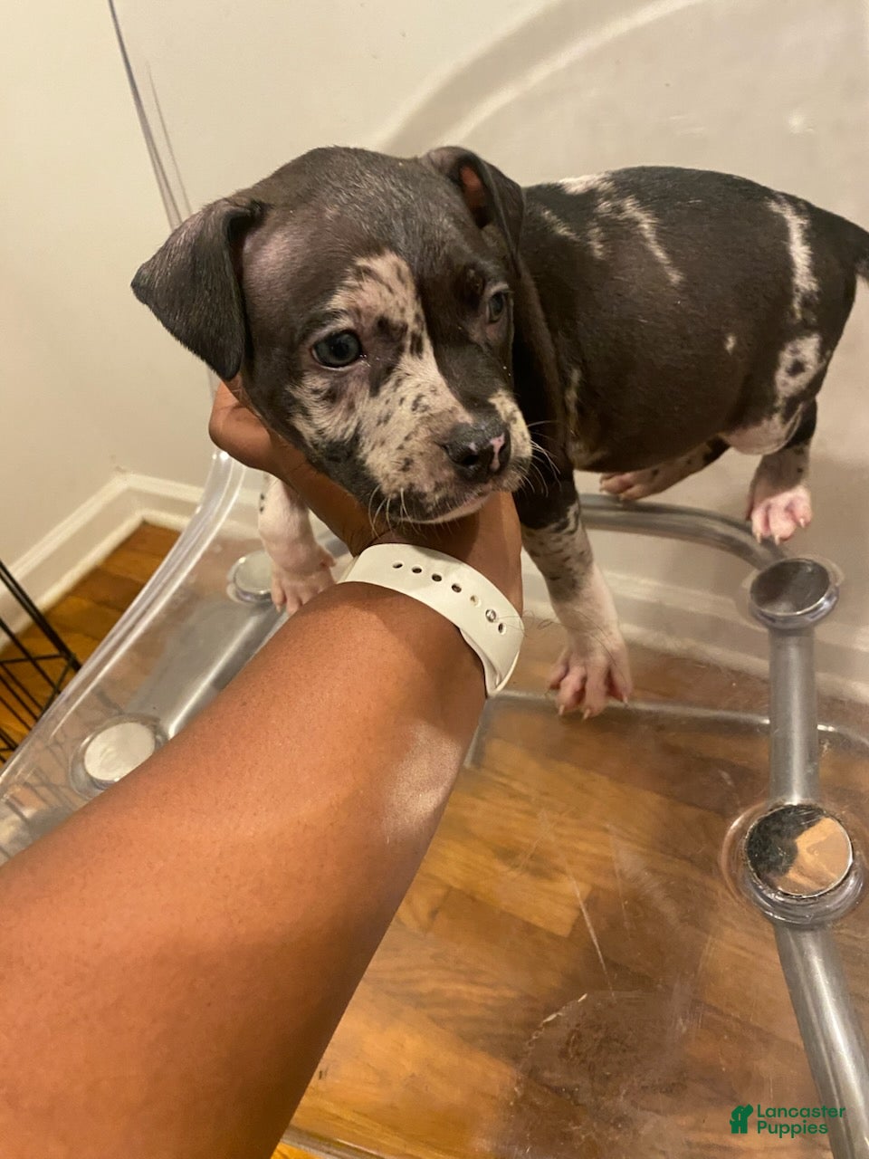 American Bully (American Bully, Male) in Baltimore, MD