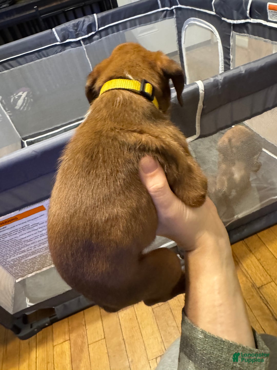 Boxer dogs for sale: Chase - Ad 2