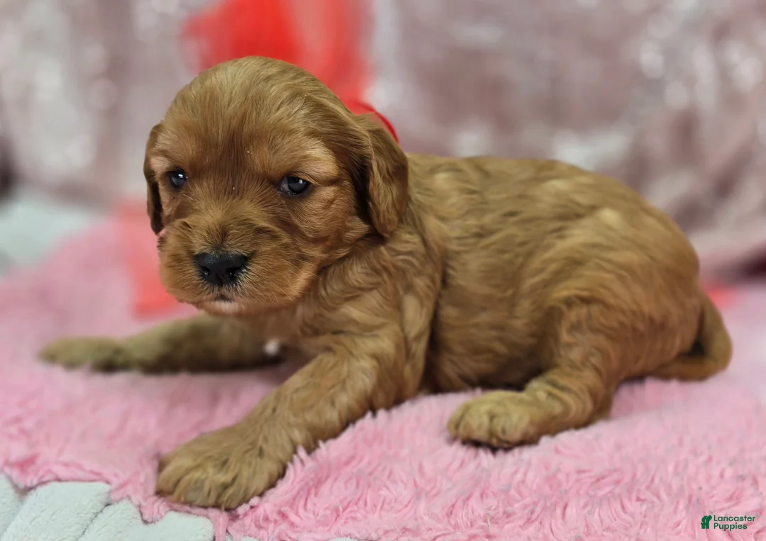 Cavapoo dogs for sale: Kodiak - Ad 2