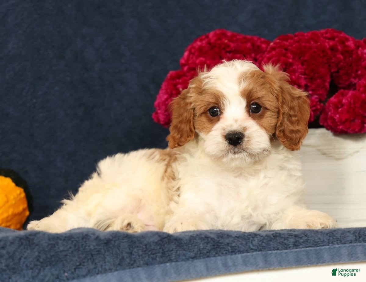 Cavapoo dogs Pepper - Ad 1