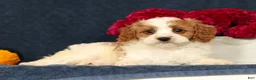 Cavapoo dogs for sale: Pepper - Ad 1
