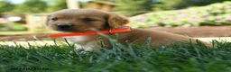 Golden Retriever dogs for sale: Hardy - Ad 2