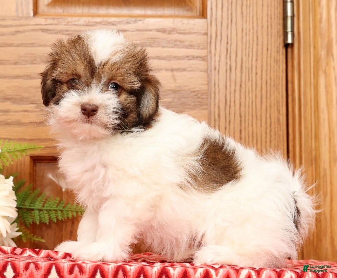 Havanese dogs for sale: Rex - Ad 4