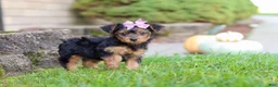 Yorkiepoo dogs for sale: Poppy - Ad 7