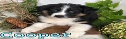 Mixed Breed dogs for sale: Mixed Breed 2 - Ad 2