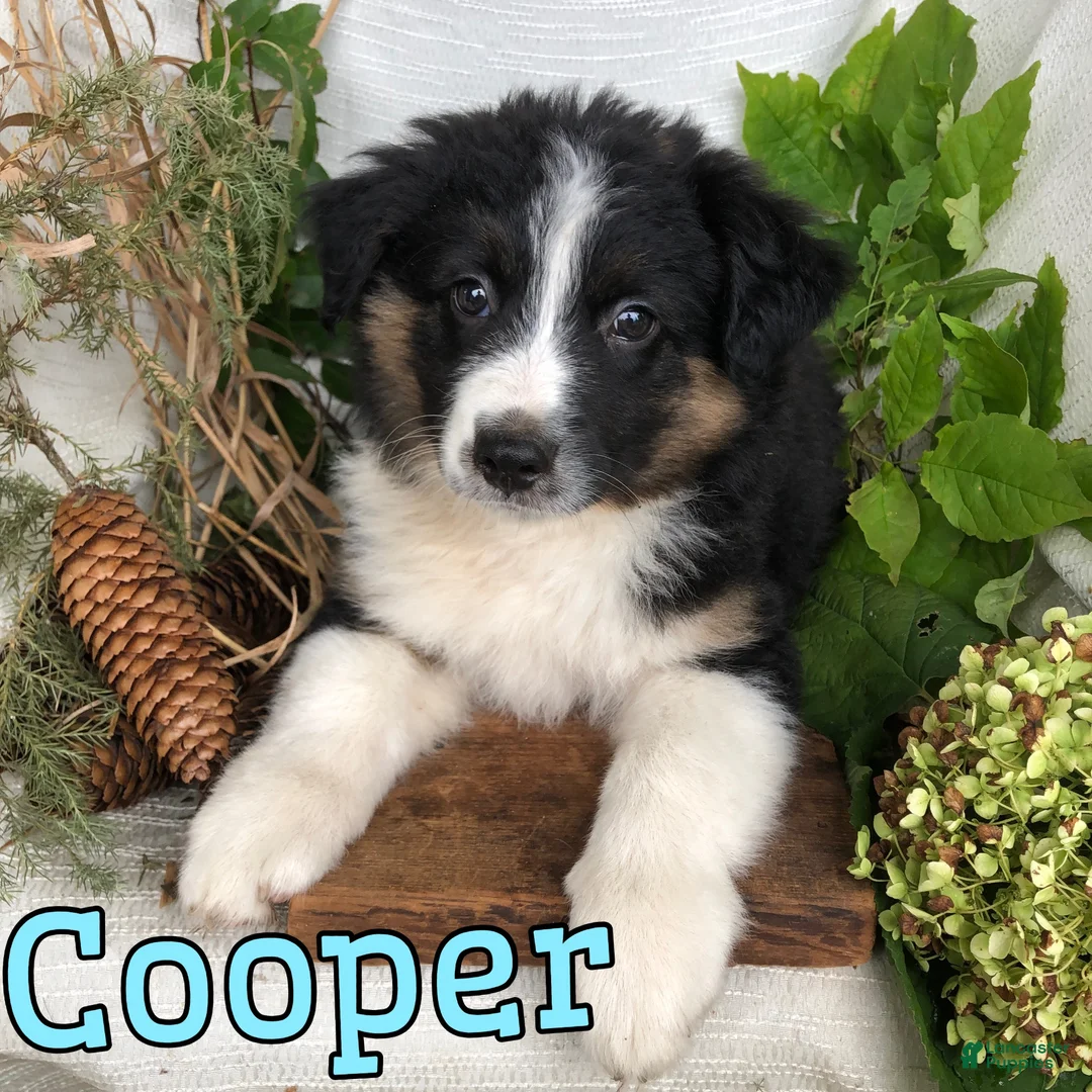 Mixed Breed dogs for sale: Mixed Breed 2 - Ad 2