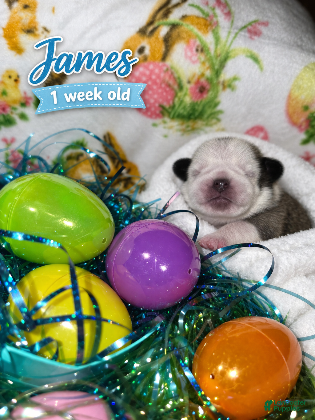 Pug dogs JAMES - Ad 2